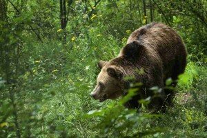 Bulgaria, Belitsa | 2 | Release of female bear Gabriela at the Dancing Bears Park | Female bear Gabriela was rescued by FOUR PAWS from the zoo of Plovdiv, Bulgaria. She was born in 1996 and was a fromer circus bear, who was too hard to train and as consequence in 2000 was donated to the zoo of Plovdiv. Since then she has been living in an enclosure of merely 15 sq. m. Several months after she was accommodated in the zoo, she was injured by another bear and lost one of her front legs. FOUR PAWS took Gabriela together with male bear Nasko (b. 1988) and accommodated them at the Dancing Bears Park for 1.5 years, while their enclosure at the zoo was being repaired and expanded. Here: after living all her life in a concrete cage, Gabrilea is released in an open enclosure at the Dancing Bears Park and makes her first steps under open air and on grass.